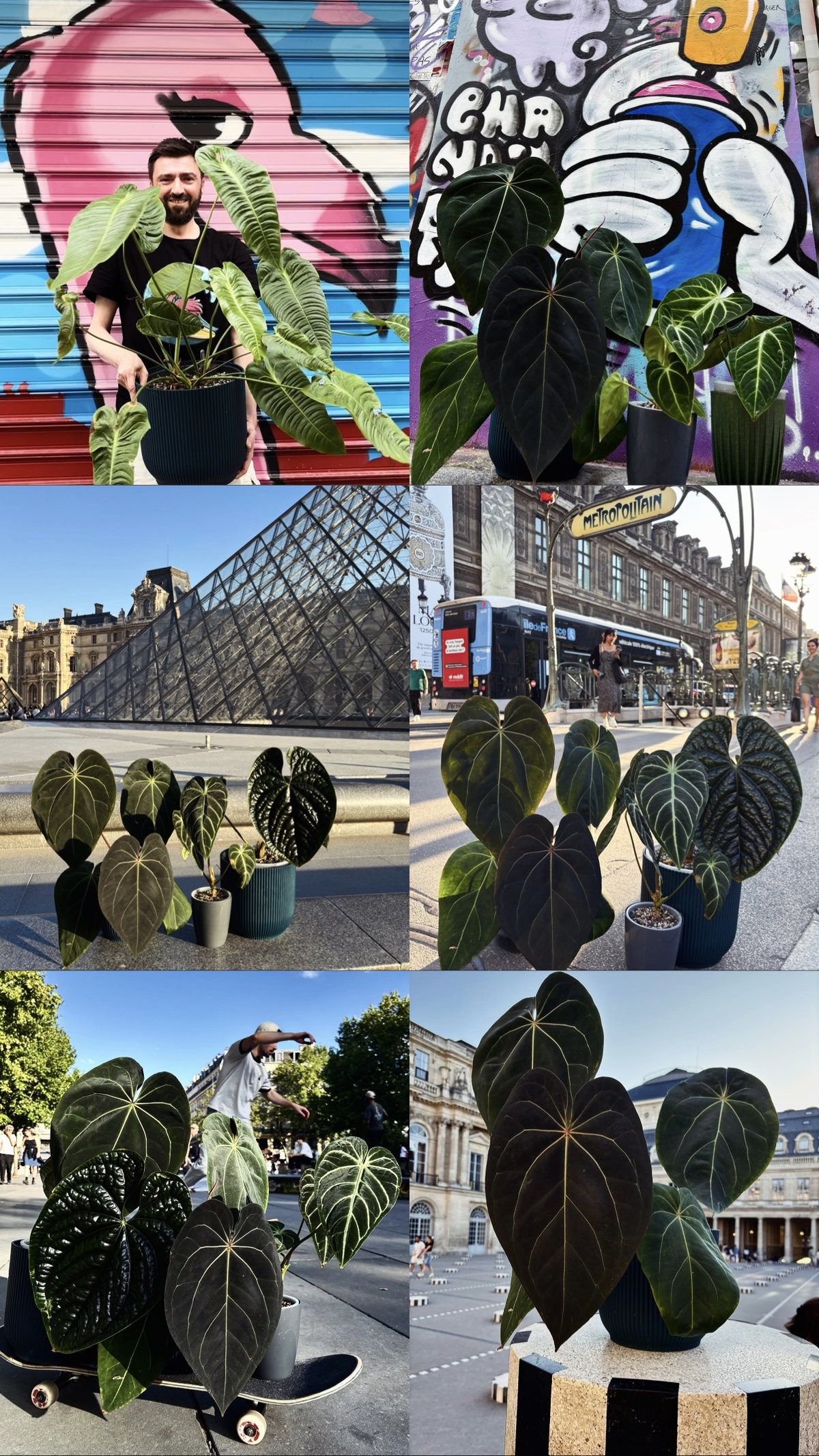 Anthuriums dans la street