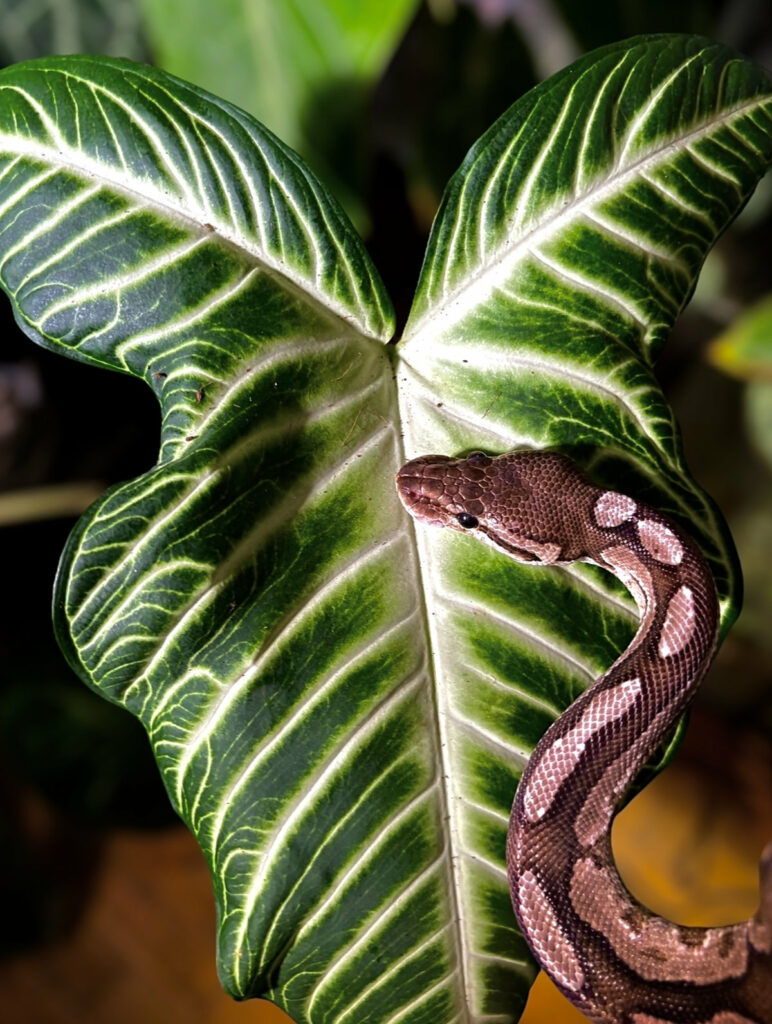 Xianthosoma Lindenii & Python Royal Firemon