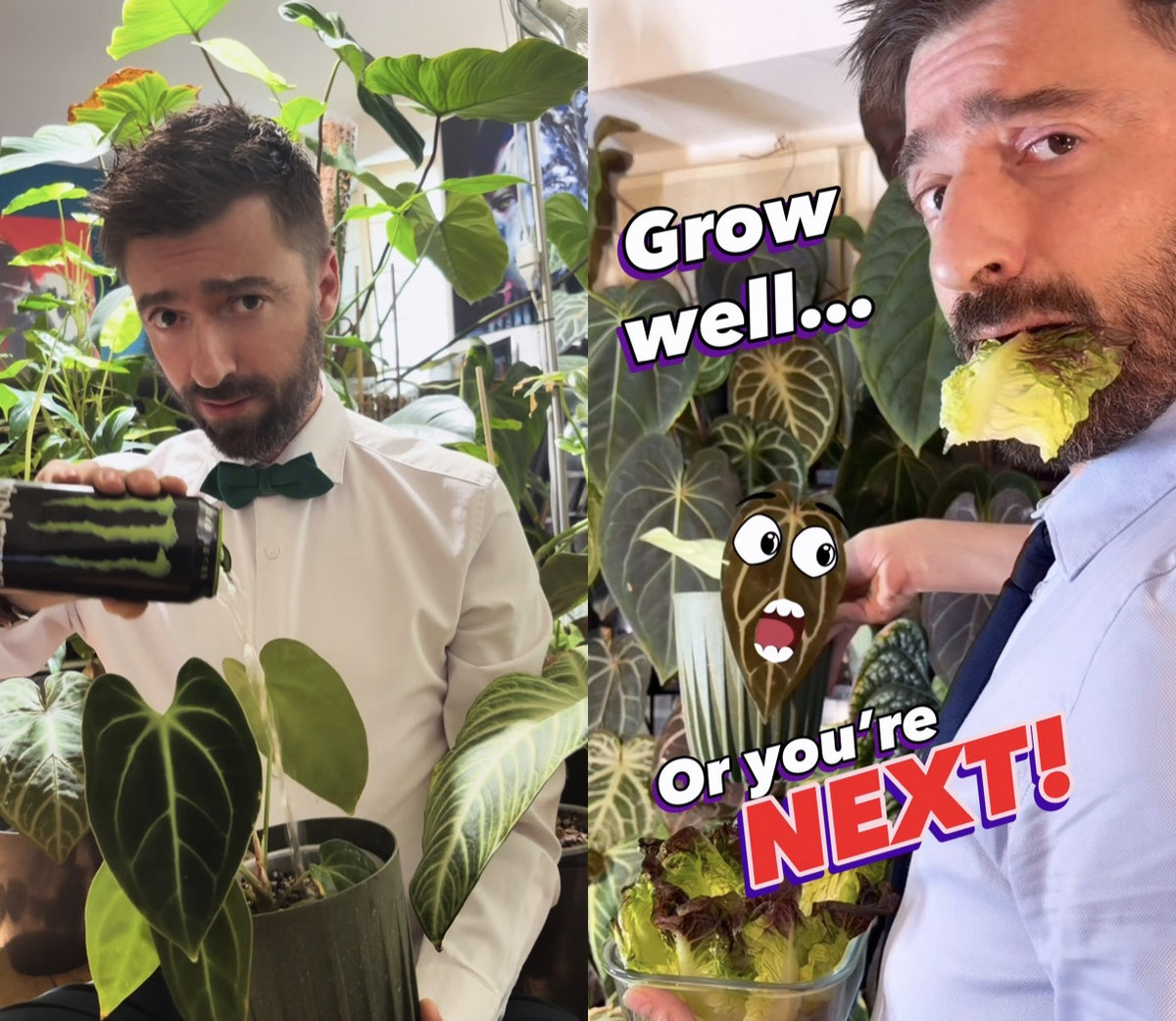 Monster et salade, maintenant Master Grower