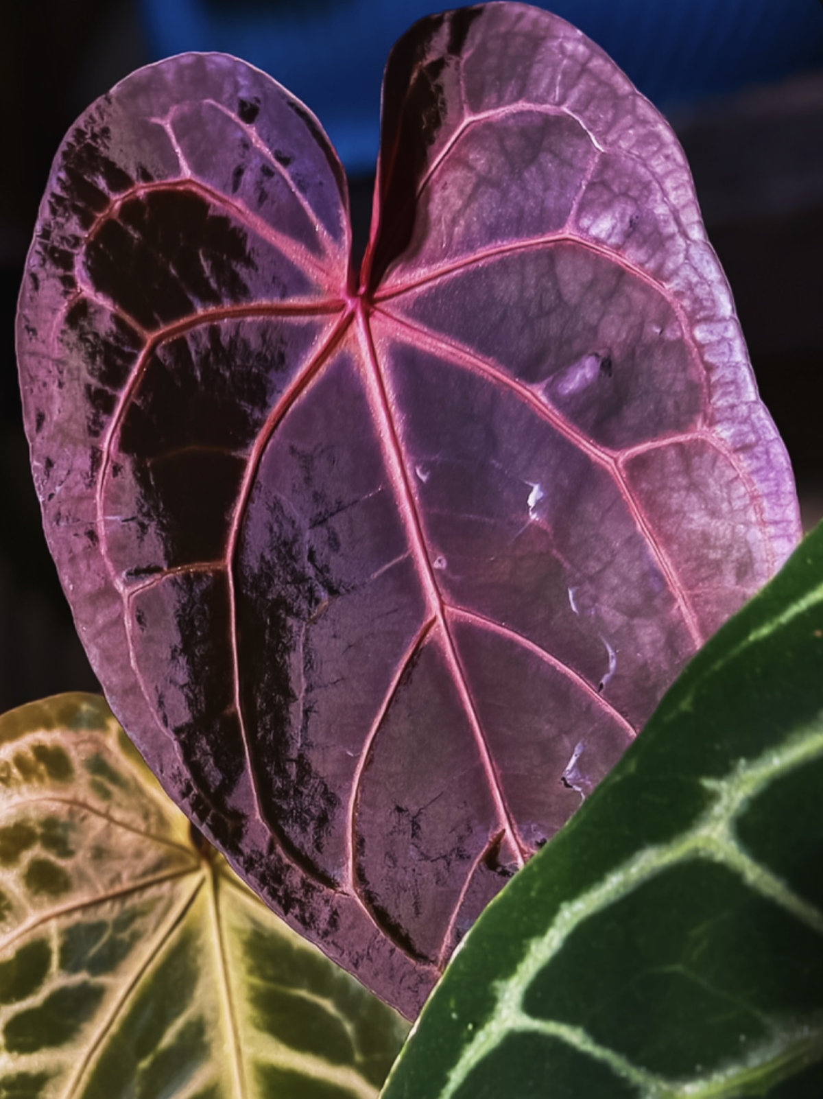 Anthurium Hot Pink 23 x Red Velvet Cake 24