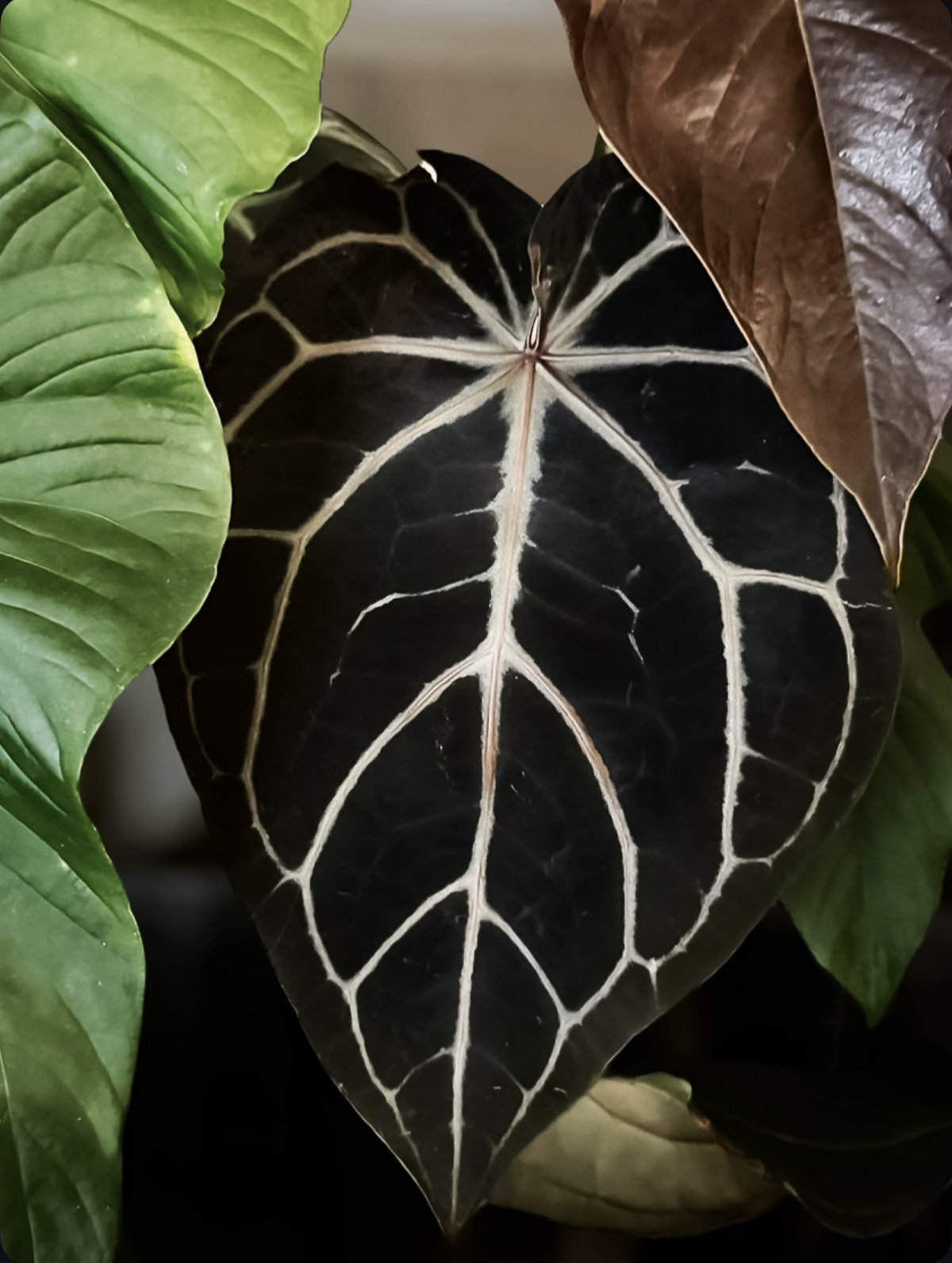 Anthurium Michelle Hot Pink 23 x Red Velvet Cake 24