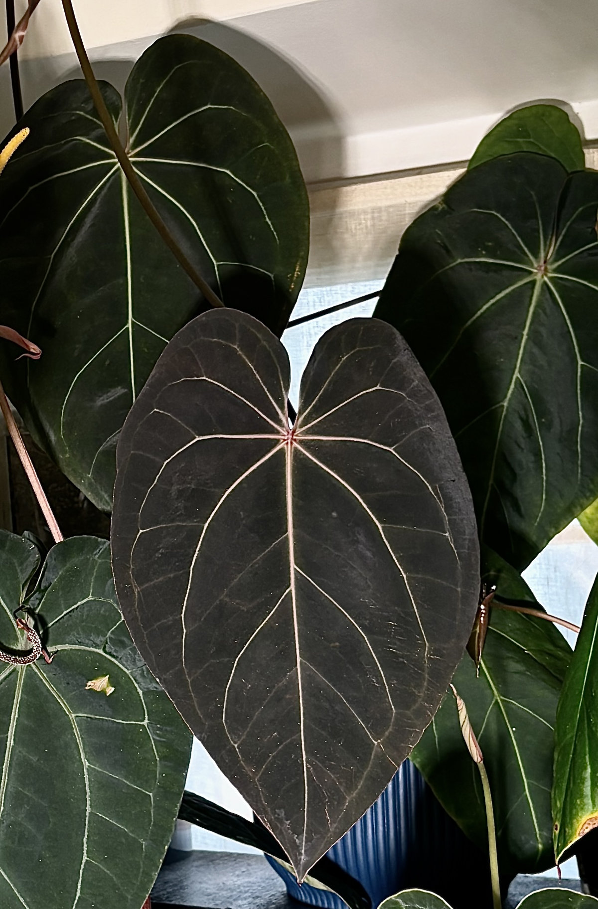 Anthurium Black Widow 13 × Red Velvet Cake 24