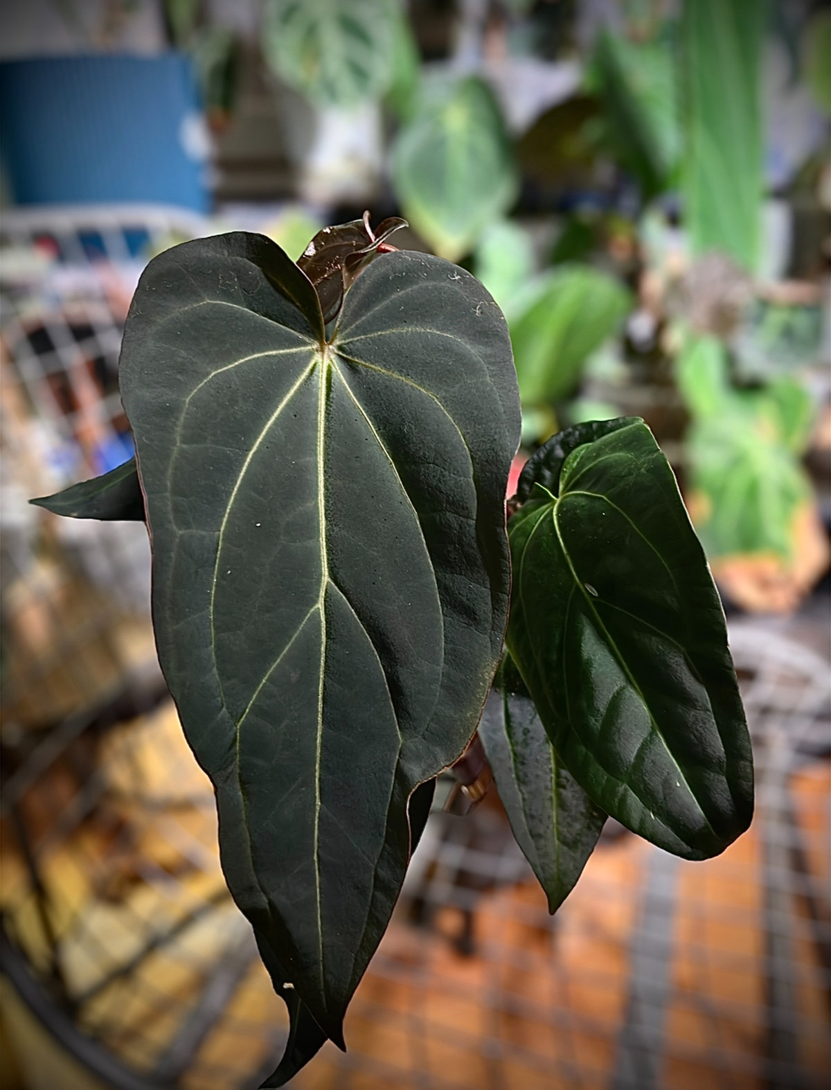 Anthurium Dark & Handsome 9 X Black Widow 13