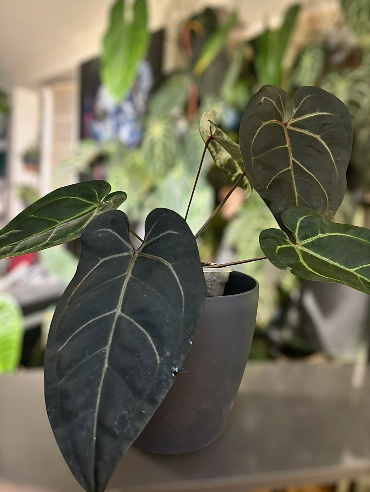 Anthurium Dark & Handsome 9 X Zara 33