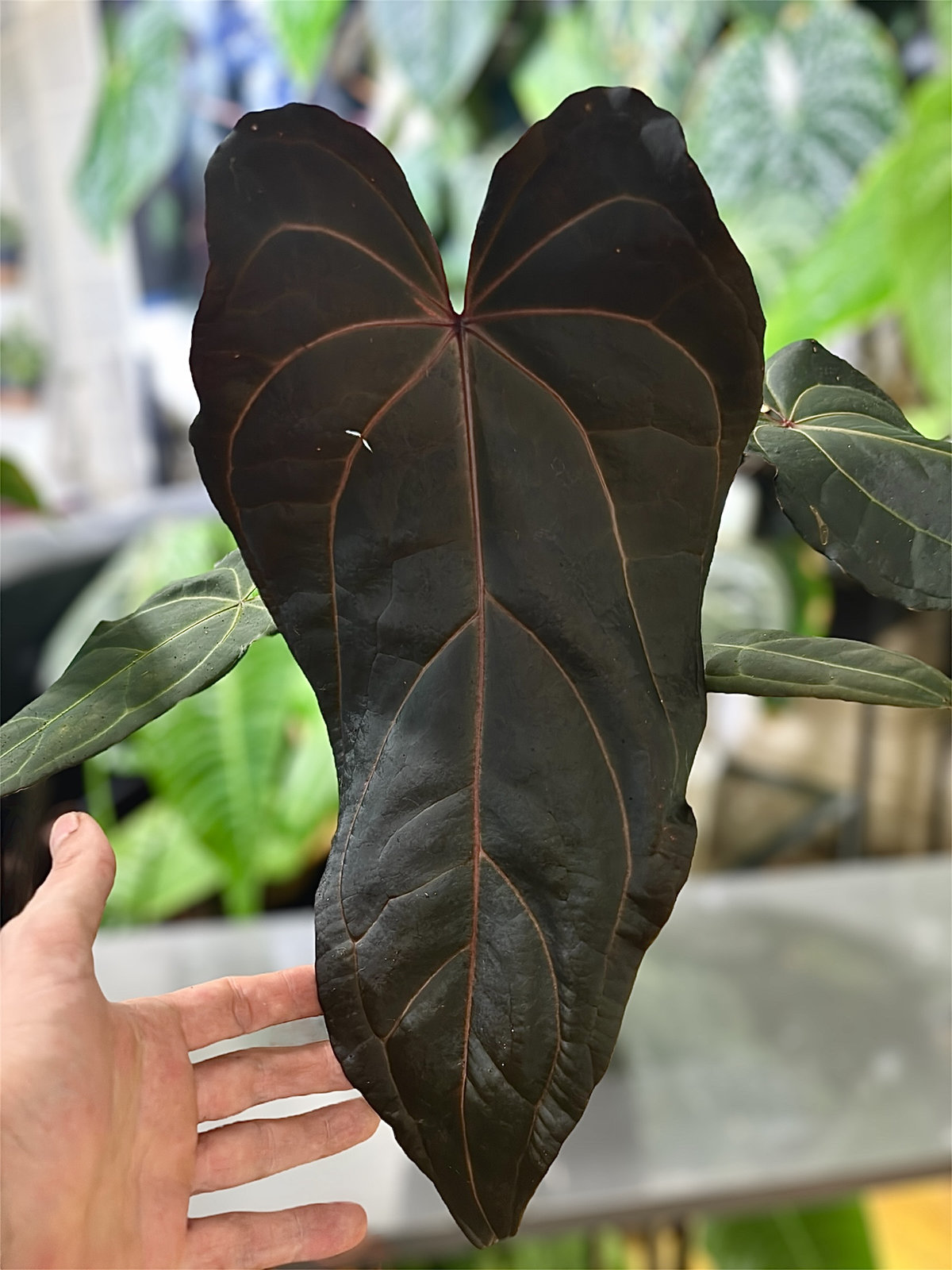 Anthurium Dark & Handsome 9 × Red Velvet Cake 24