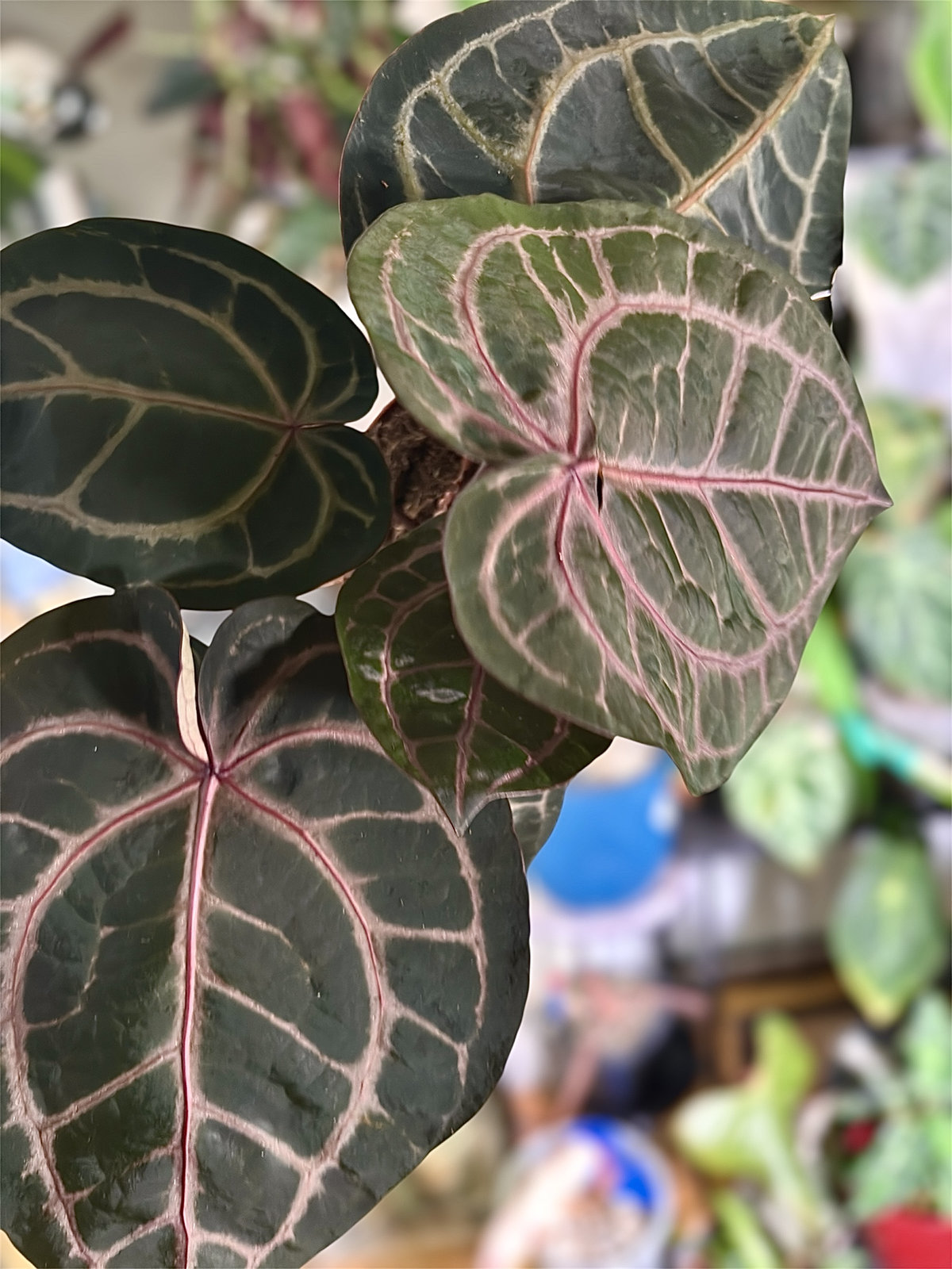 Anthurium Zara 33 X Home Sweet Home 32