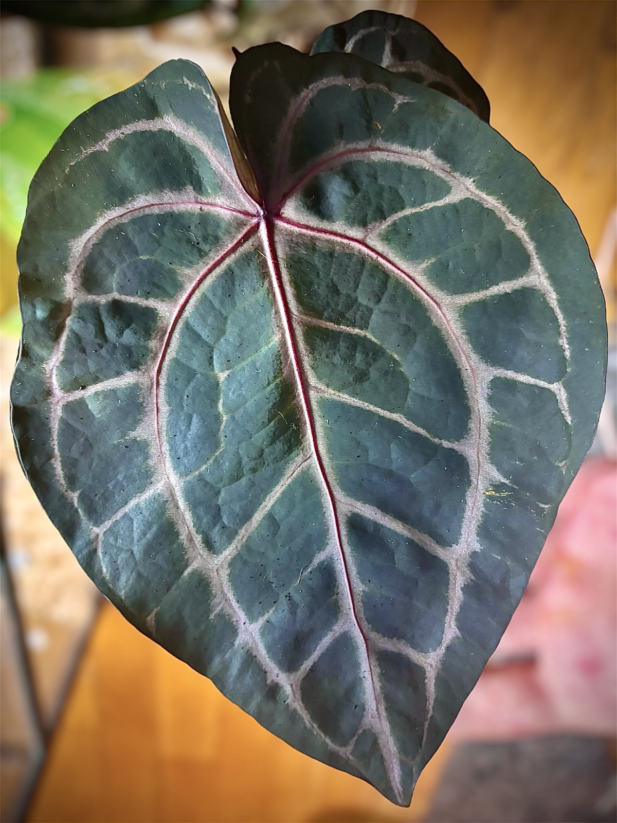 Anthurium Zara 33 X Home Sweet Home 32