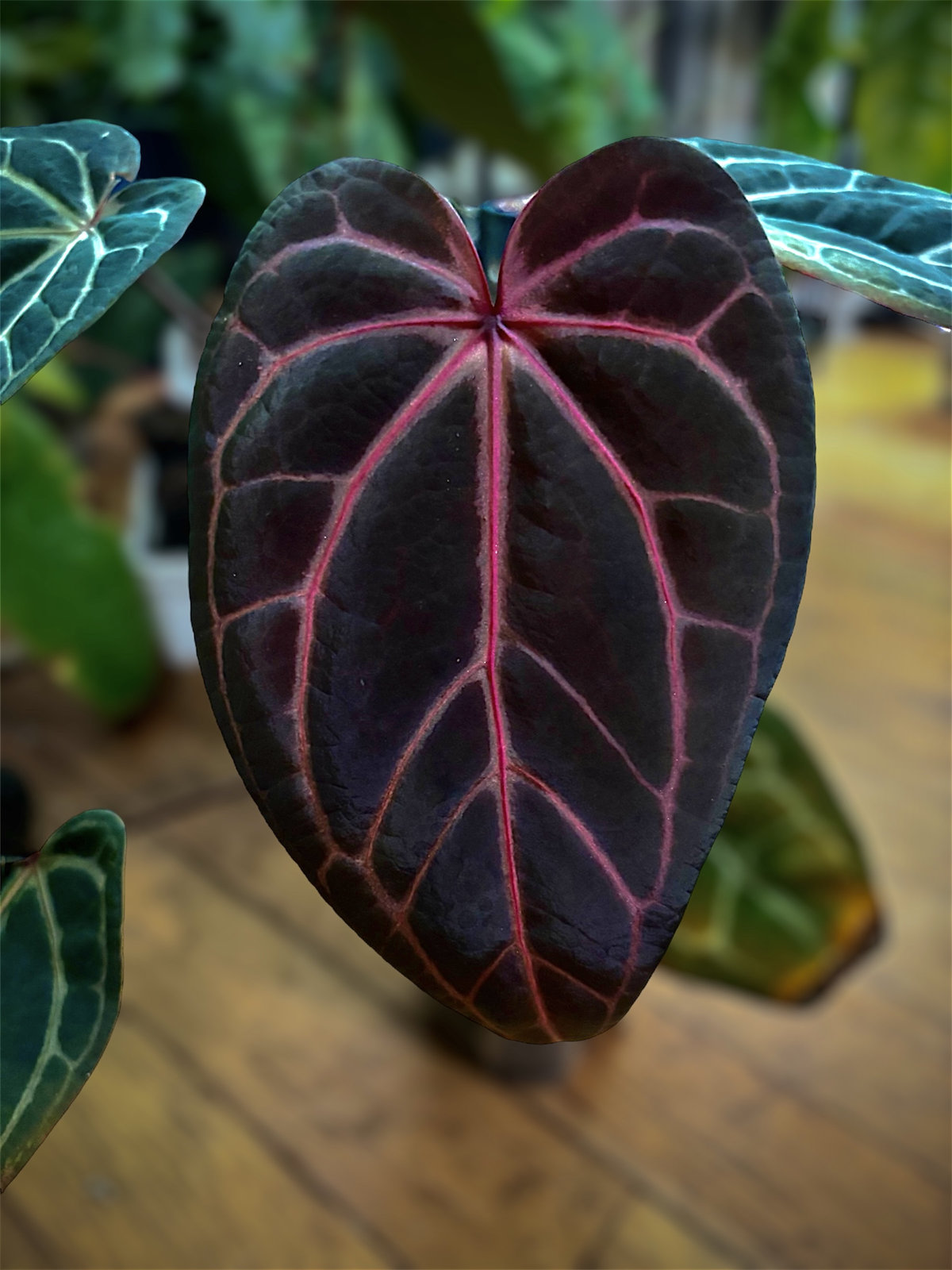 Anthurium Red Velvet Cake 24 x Home Sweet Home 32