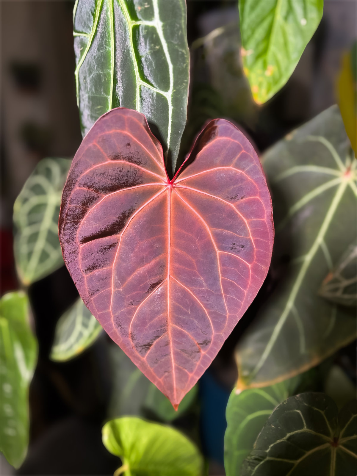 anthurium
