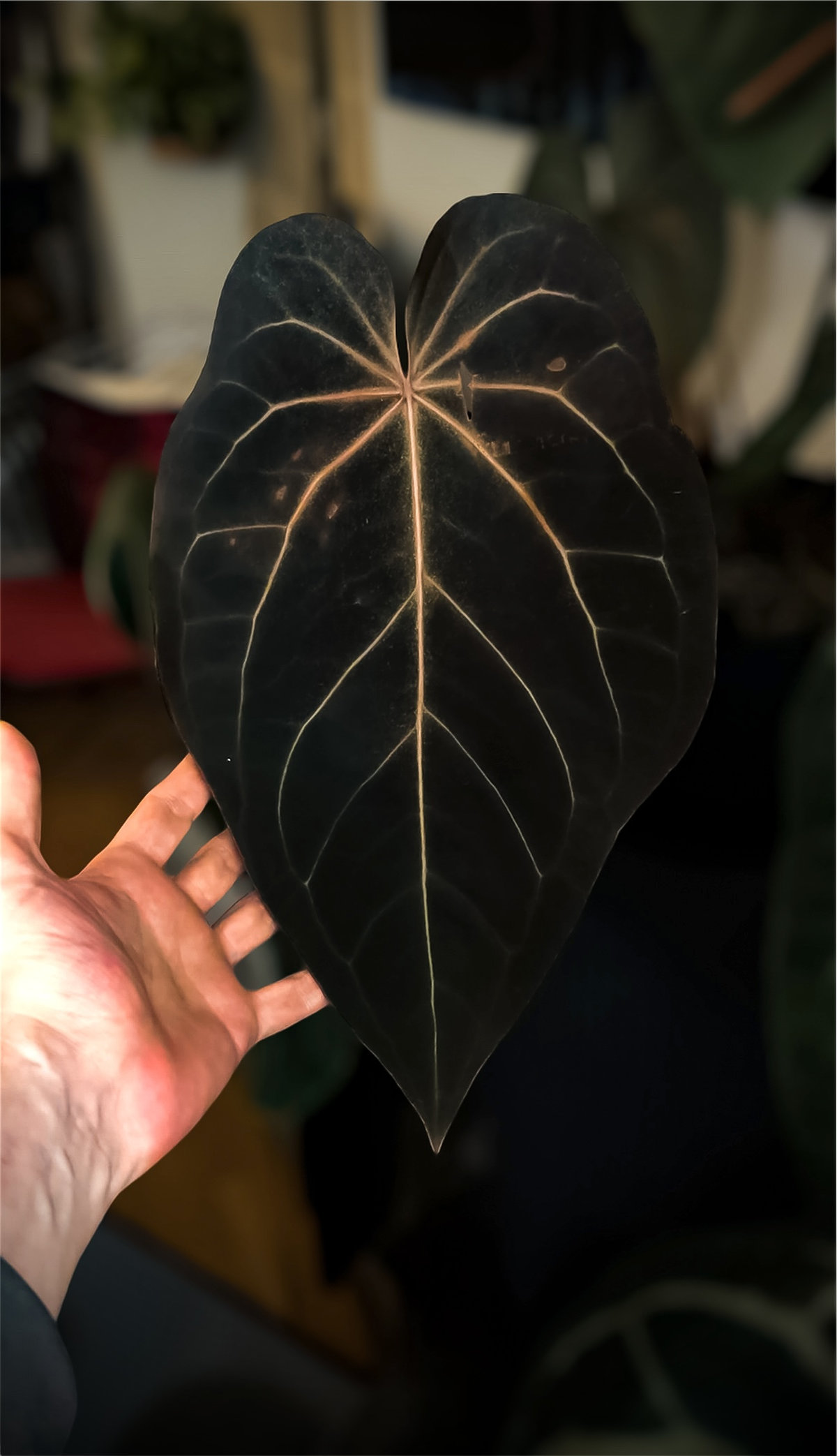 Anthurium Black Widow 13 × Red Velvet Cake 24