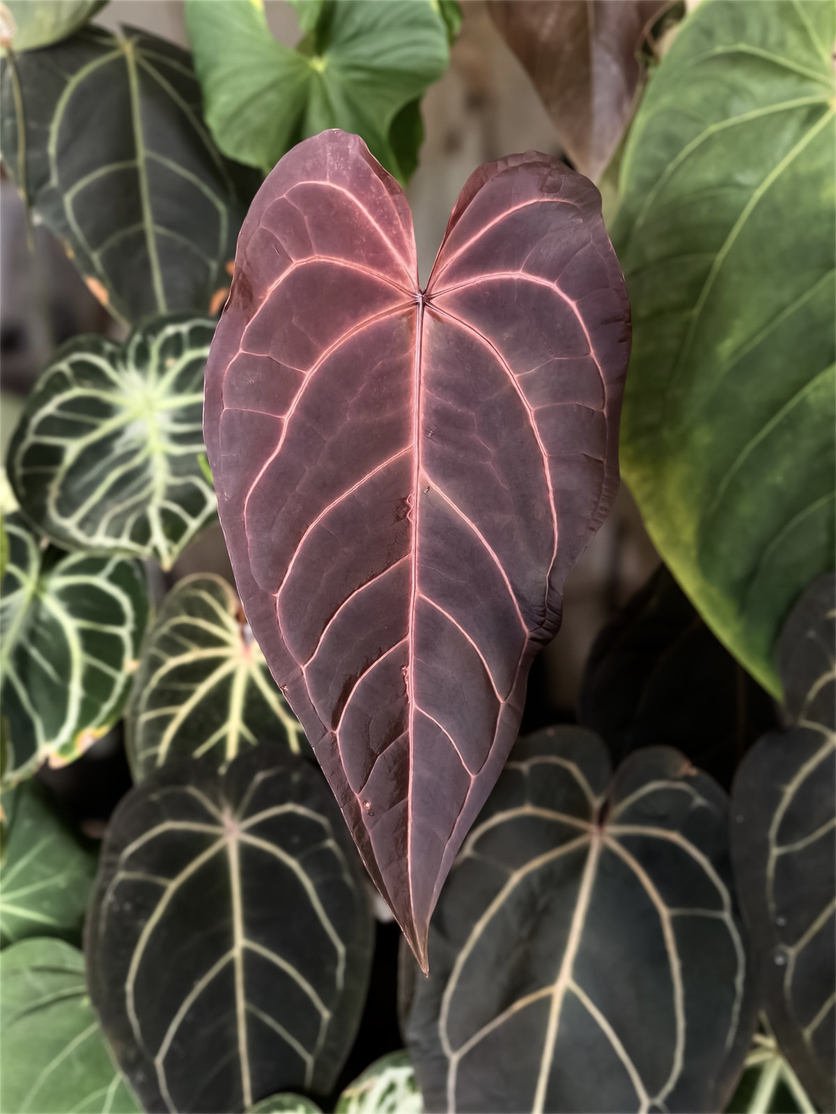 Anthurium Dark & Handsome 9 × Red Velvet Cake 24